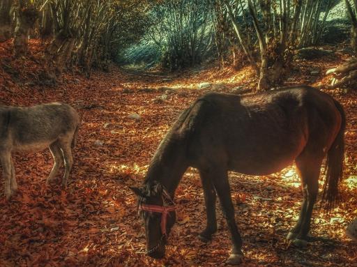 عکس جنگل جیغ مشهد