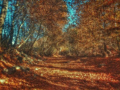 عکس جنگل جیغ مشهد