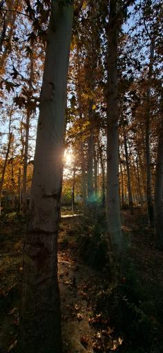 عکس جنگل جیغ مشهد