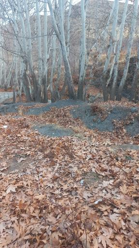 عکس جنگل جیغ مشهد