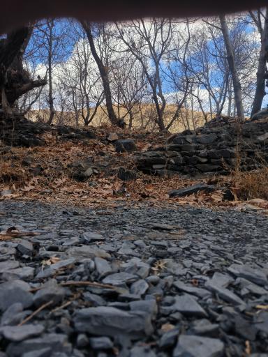 عکس جنگل جیغ مشهد