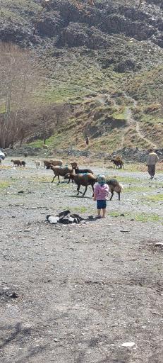 عکس جنگل جیغ مشهد