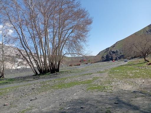 عکس جنگل جیغ مشهد