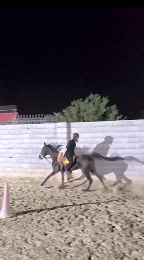 باشگاه سوارکاری پرواز