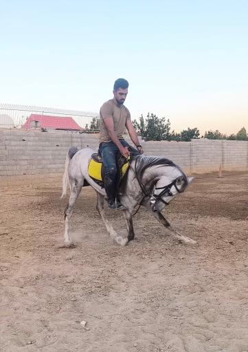 باشگاه سوارکاری پرواز