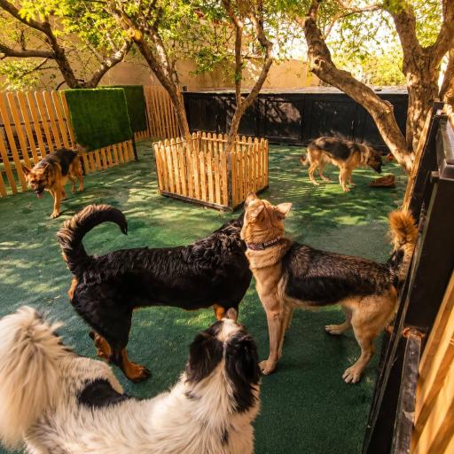 عکس پانسیون سگ و گربه هتل کانیس