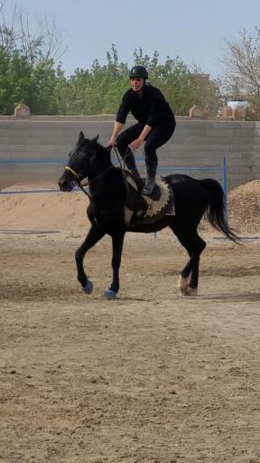 باشگاه سوارکاری پرواز