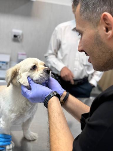 عکس کلینیک دامپزشکی آریانا