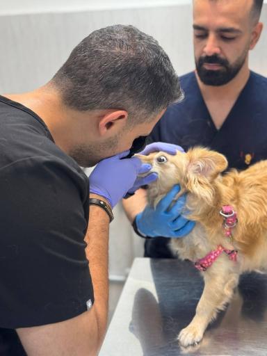 عکس کلینیک دامپزشکی آریانا