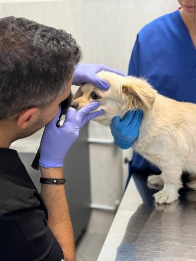 عکس کلینیک دامپزشکی آریانا