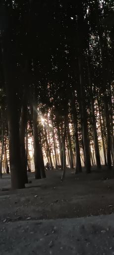 عکس بوستان جنگلی ناژوان