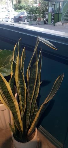 عکس کافه‌نان فروشی