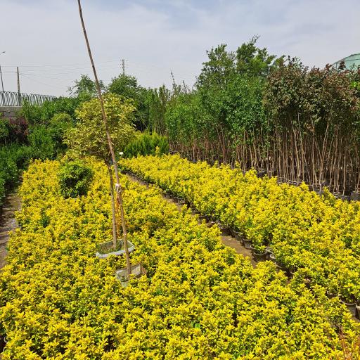 عکس گلخانه سبز آرا