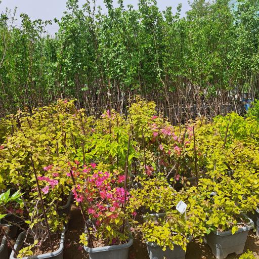 عکس گلخانه سبز آرا