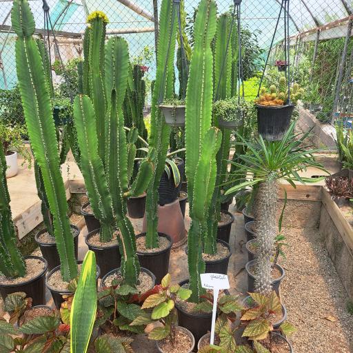 عکس گلخانه سبز آرا