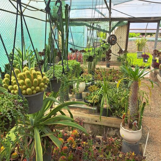 عکس گلخانه سبز آرا