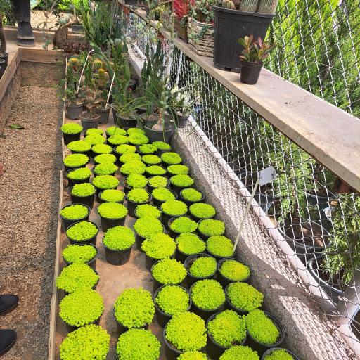 عکس گلخانه سبز آرا