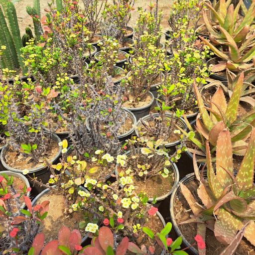 عکس گلخانه سبز آرا