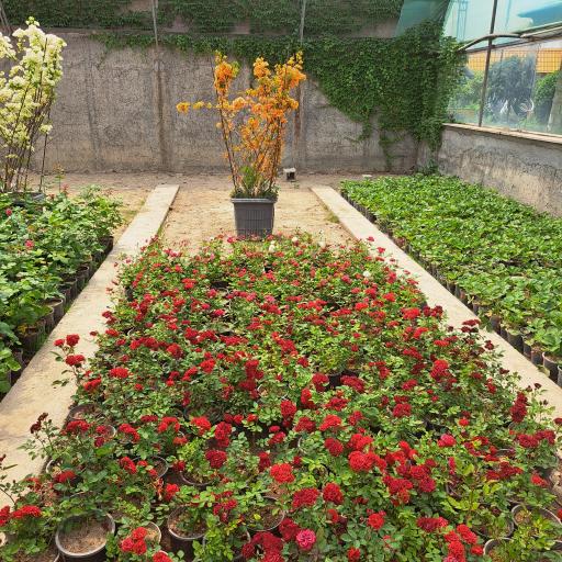 عکس گلخانه سبز آرا