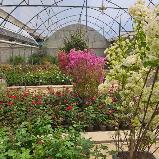 عکس گلخانه سبز آرا