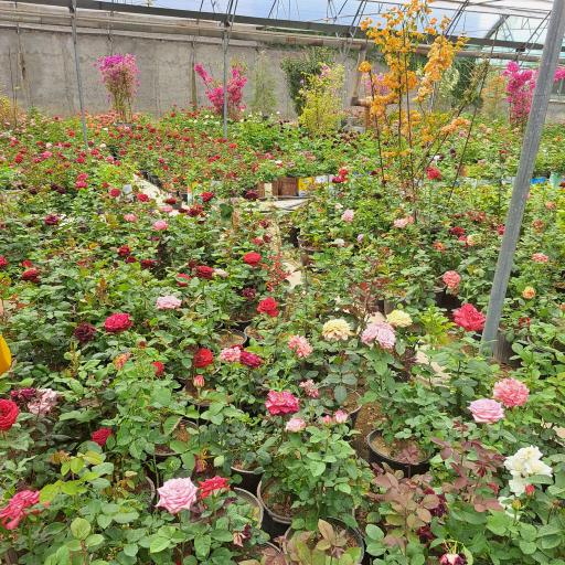 عکس گلخانه سبز آرا