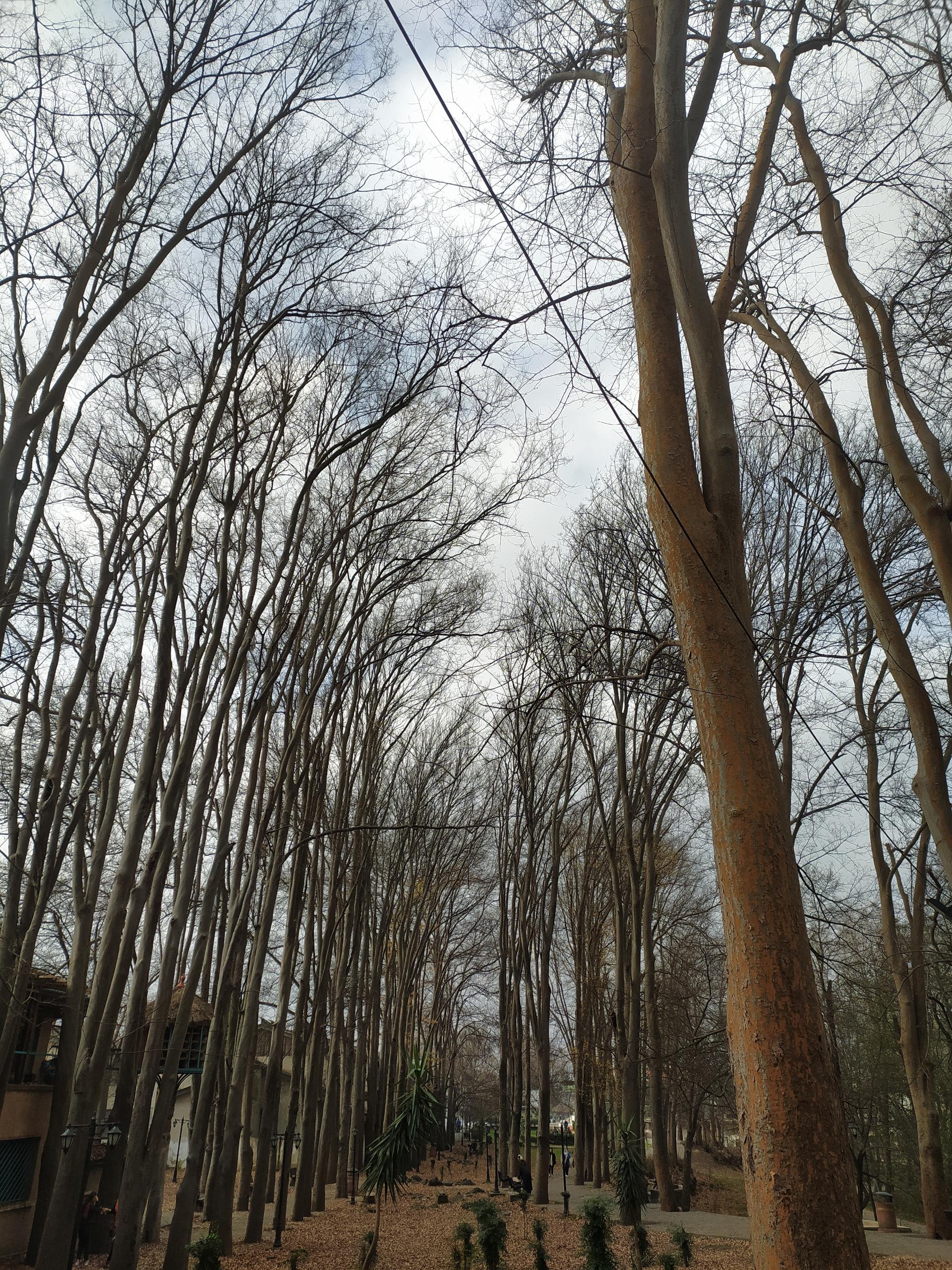 عکس بوستان سالار مشکات