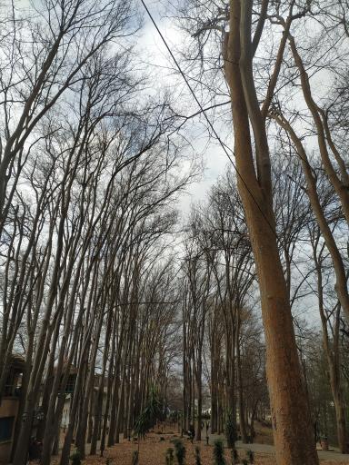 عکس بوستان سالار مشکات