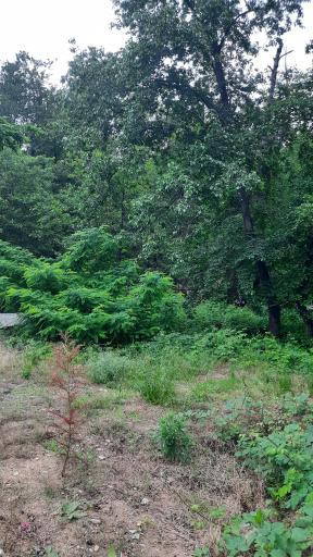 عکس بوستان سالار مشکات