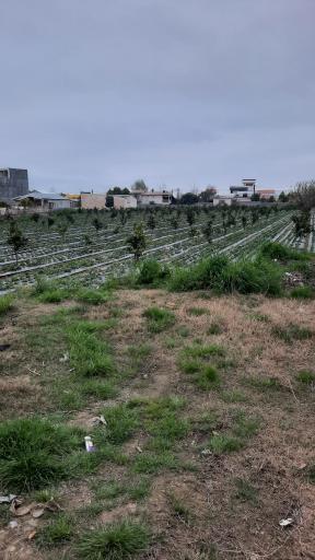 عکس انج پل