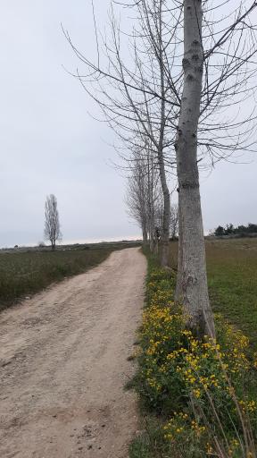 عکس انج پل