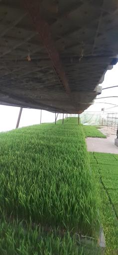 عکس بانک نشا برکت رمضانی