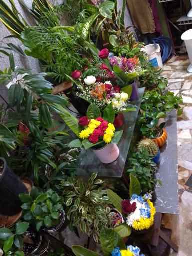 عکس گلفروشی نیلوفرآبی