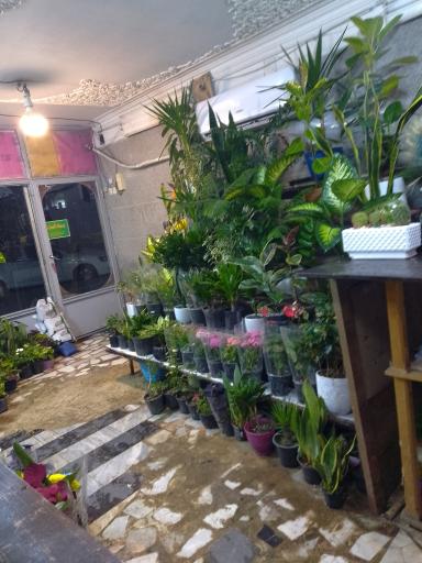 عکس گلفروشی نیلوفرآبی