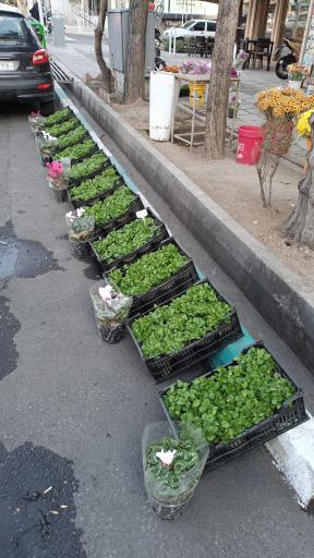 عکس گل فروشی آقای گل