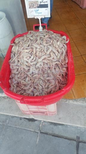 عکس ماهی و میگو فضیلت