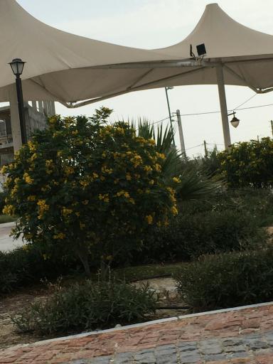 عکس بوستان دکتر حسابی 