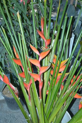 عکس گل فروشی آقای گل