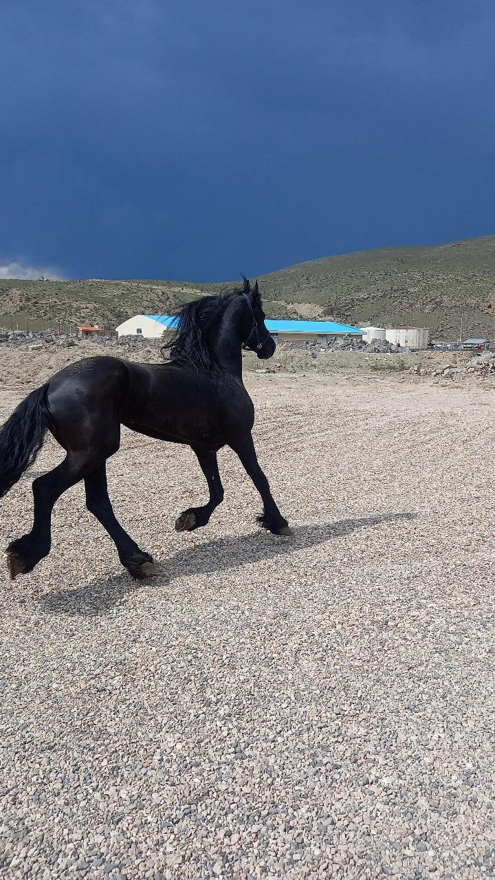 عکس باشگاه و انجمن سوارکاری فردوسی