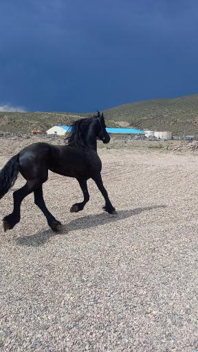 عکس باشگاه و انجمن سوارکاری فردوسی