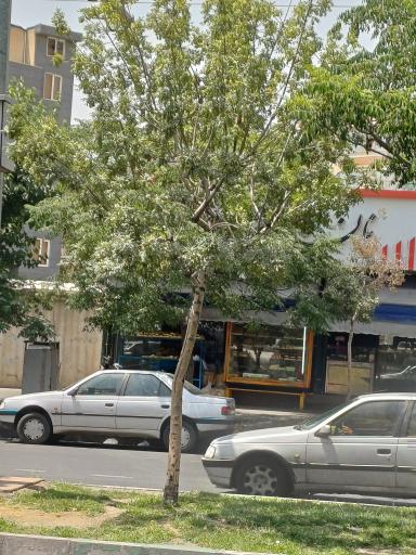 عکس نان فانتزی قصر