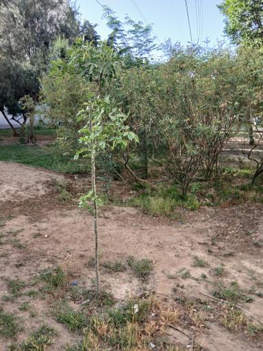 عکس فضای سبز و پارک