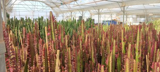 عکس گلخانه دهکده طبیعت