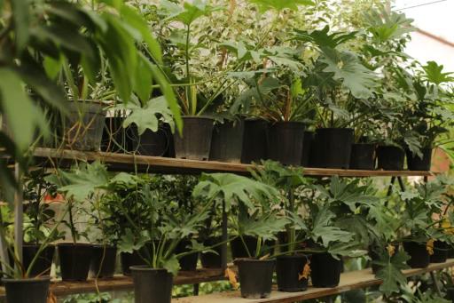 عکس گلخانه دهکده طبیعت