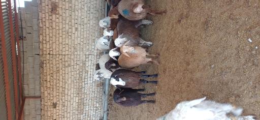 عکس دامداری افشار