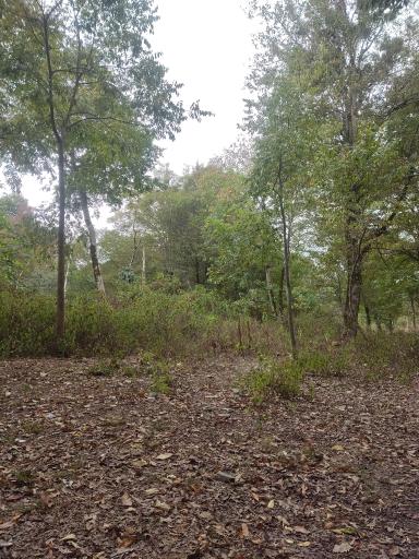 عکس پارک جنگلی سی سنگان