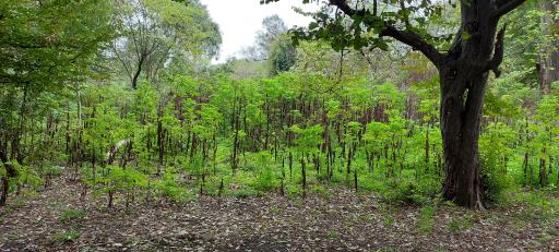 عکس پارک جنگلی سی سنگان