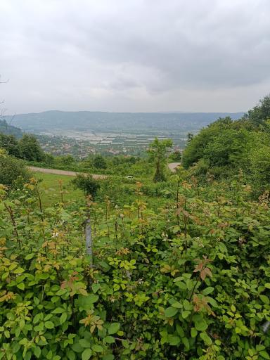 عکس شیرگاه