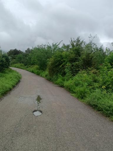 عکس شیرگاه