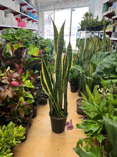 عکس گلسرای هستی