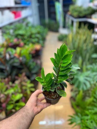 عکس گلسرای هستی